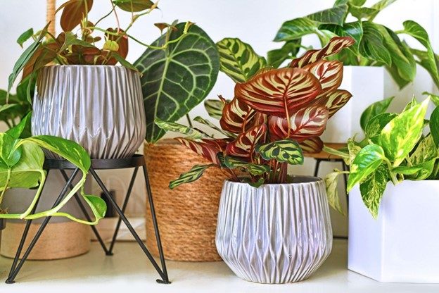 indoor plants for your desk